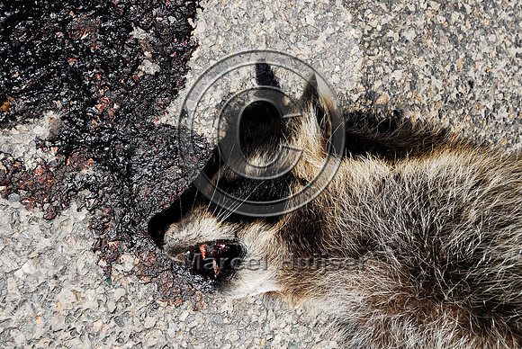 Raccoon (Procyon lotor) roadkill, MT