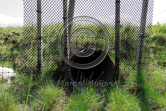 American badger (Taxidae taxus) pipe and fence, BC