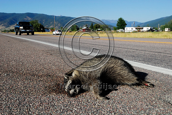 Raccoon (Procyon lotor) roadkill, Montana, USA