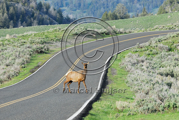 Elk (Cervus canadensis) approaching and crossing road, WY