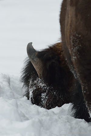 Bison (Bison bison) moving head side to side to move snow to access vegetation under the snow, Wyoming, USA