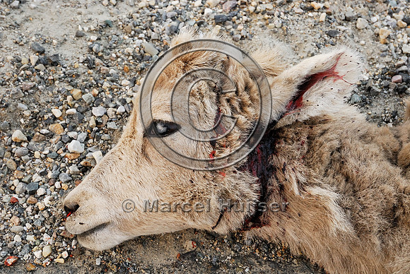 Bighorn sheep (Ovis canadensis) lamb roadkill after licking roadsalt on road shoulder, British Columbia, Canada