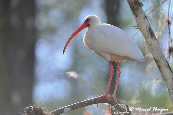 American white ibis (Eudocimus albus), Big Cypress National Preserve, Florida, USA