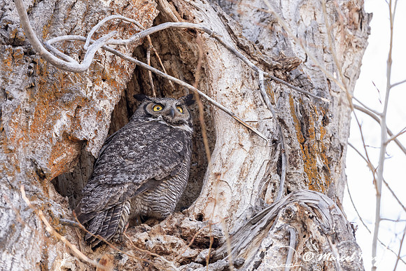 Great horned owl (Bubo virginianus) at nest, Montana