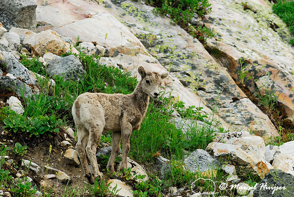 Bighorn sheep (Ovis canadensis) lamb, British Columbia, Canada