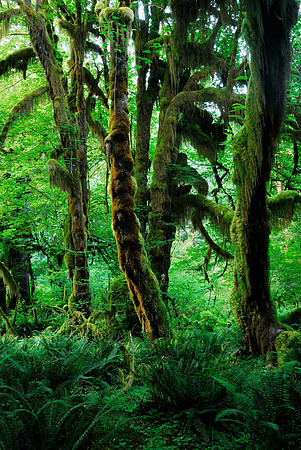 LIMITED EDITION Maple grove, Hoh rainforest, Olympic National Park, WA