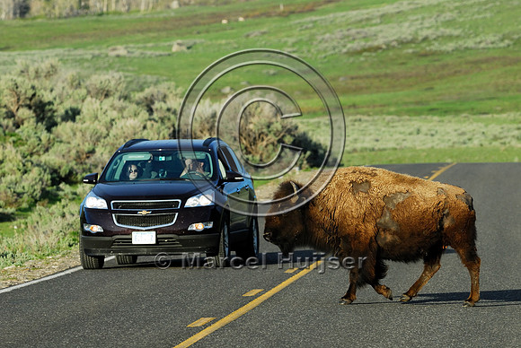 Bison (Bos bison) crossing the road, WY