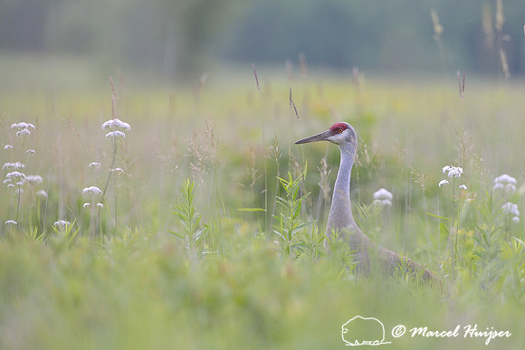 Sandhill crane (Grus canadensis), Horicon Marsh, Wisconsin, USA