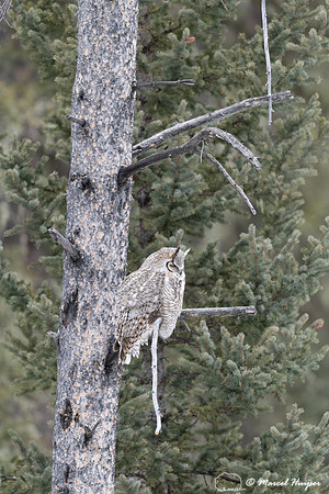 Great horned owl (Bubo virginianus), Montana