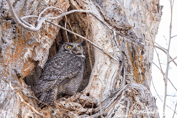 Great horned owl (Bubo virginianus) at nest, Montana