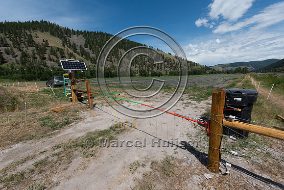 Installing electric fence and gates at a melon field to keep bla