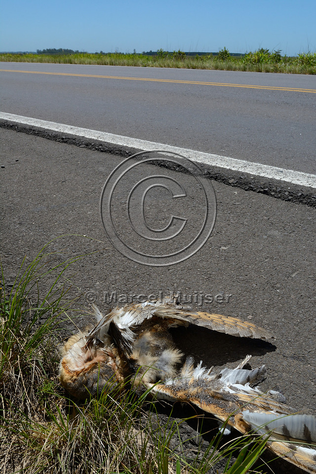 Roadkilled barn owl (Tyto alba), BR 101, about 19 km south of Capivari do Sul, Rio Grande do Sul, Brazil