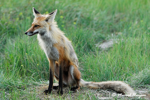 Red fox (Vulpes vulpes) adult at the den, Montana, USA