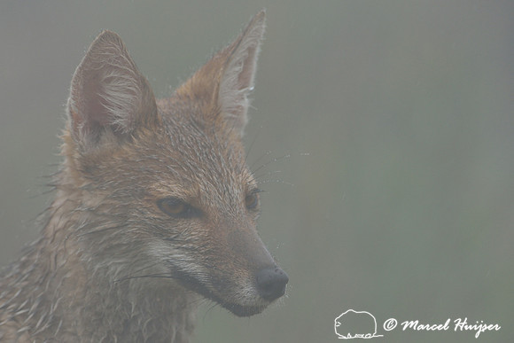 Pampas fox (Lycalopex gymnocercus), Parque Nacional de Aparados da Serra, Rio Grande do Sul, Brazil