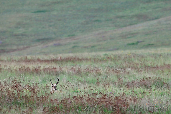 Pronghorn (Antilocapra americana) buck, Montana, USA