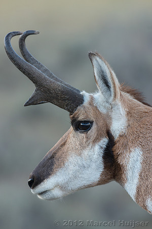 Pronghorn buck (Antilocapra americana), Wyoming, USA