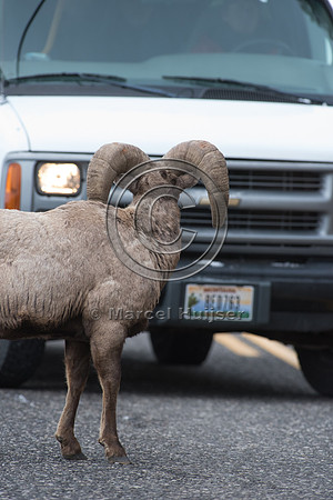 Bighorn sheep ram (Ovis canadensis) crosses road in front of car