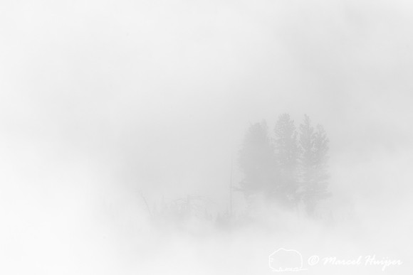 Trees and cliffs in morning fog above Yellowstone River at Tower