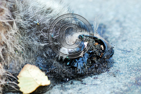 Raccoon (Procyon lotor) roadkill, WA