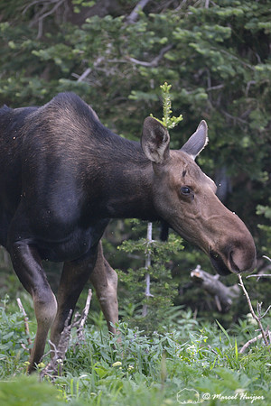 Moose (Alces alces), on ridge south of Teton Pass, Wyoming, USA