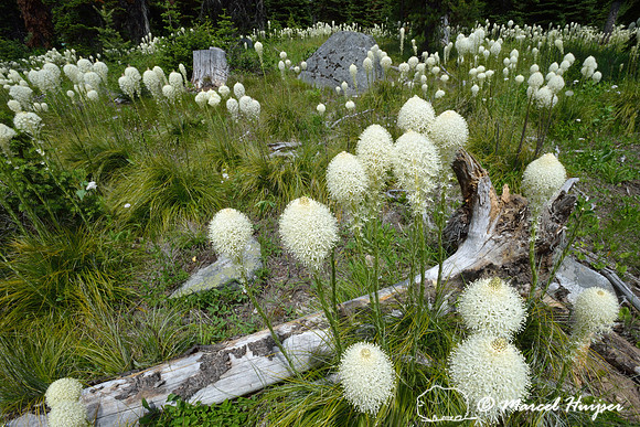 Beargrass (Xerophyllum tenax), Lolo Pass area, Idaho, USA