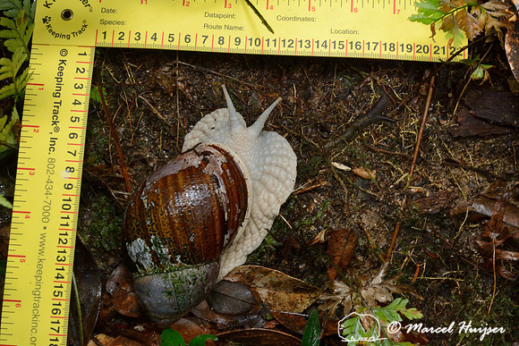 Aruá gigante or Caracol gigante (Megalobulimus lopesi), a large snail species from the Atlantic rainforest, Parque Estadual Carlos Botelho, São Paulo State, Brazil