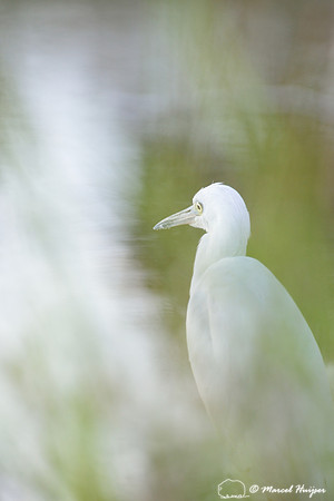 Juvenile little blue heron (Egretta caerulea), South Florida, USA