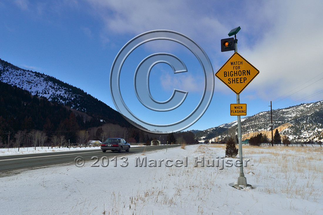 Permanently flashing warning sign for bighorn sheep, near Anaconda, Montana, USA