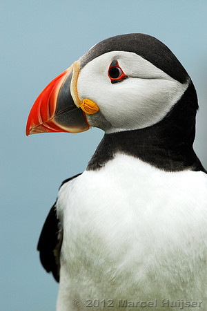 Puffin Fratercula arctica, Wales