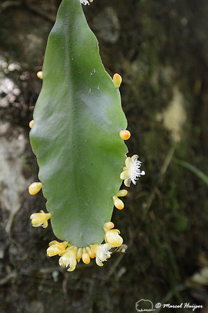 Flowering epihyte in Atlantic forest, near São Francisco Xavier, São Paulo, Brazil