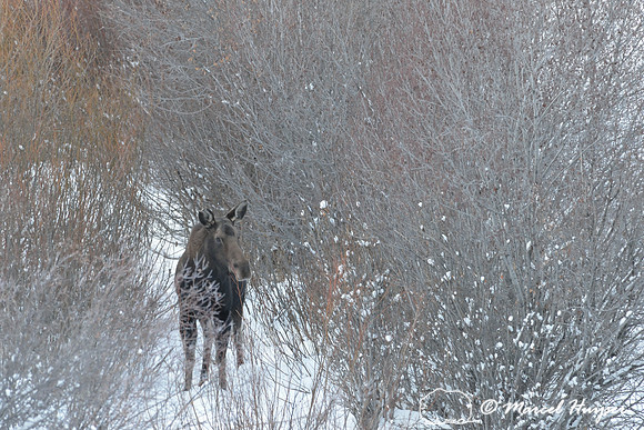 Moose (Alces alces) among willows, Wyoming, USA