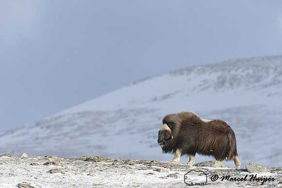 Muskox (Ovibos moschatus) in winter, Dovrefjell National Park, Norway