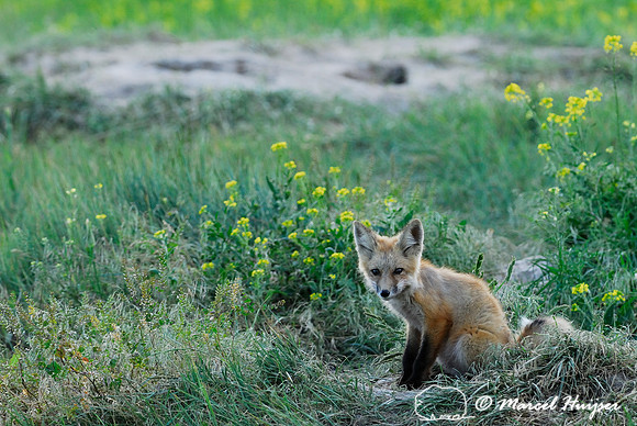Red fox (Vulpes vulpes) kit venturing outside the den, Montana, USA