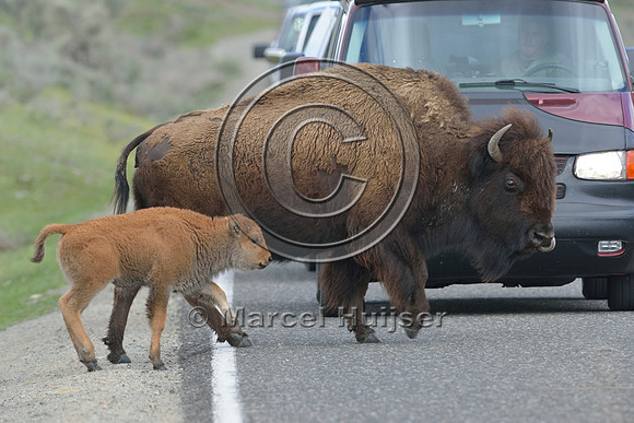 Bison cow and calf (Bison bison) crossing road, Yellowstone National Park, Wyoming, USA