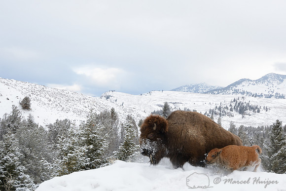 Bison cow and calf (Bison bison) running through snow, Wyoming, USA