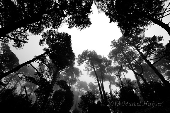 Bishop pine (Pinus muricata) forest, Point Reyes National Seashore, California, USA