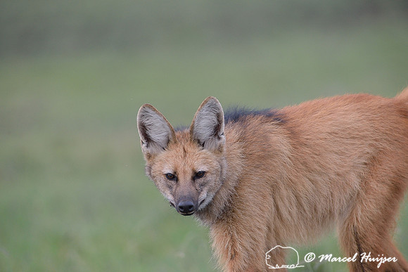 Maned wolf (Chrysocyon brachyurus), Parque Nacional da Serra da Canastra, Minas Gerais, Brazil
