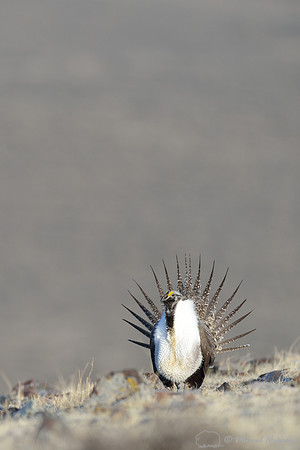 Greater sage-grouse (Centrocercus urophasianus), Montana, USA
