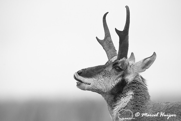 Pronghorn buck flehming (Antilocapra americana), Montana, USA