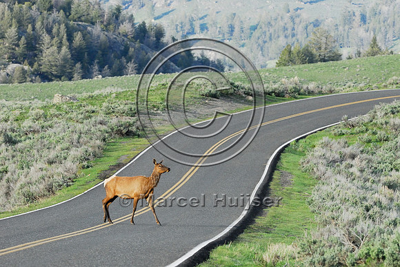 Elk (Cervus canadensis) approaching and crossing road, WY