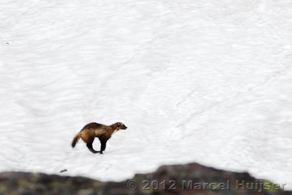 Wolverine (Gulo gulo), Montana, USA