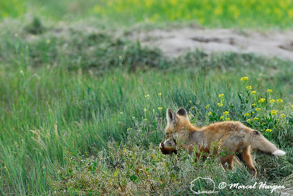 Red fox (Vulpes vulpes) kit carrying away and hiding prey (columbian ground squirrel), Montana, USA