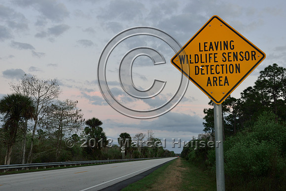 Information sign animal detection system, leaving wildlife sensor detection area, Tamiami Trail, US Hwy 41, Florida, USA
