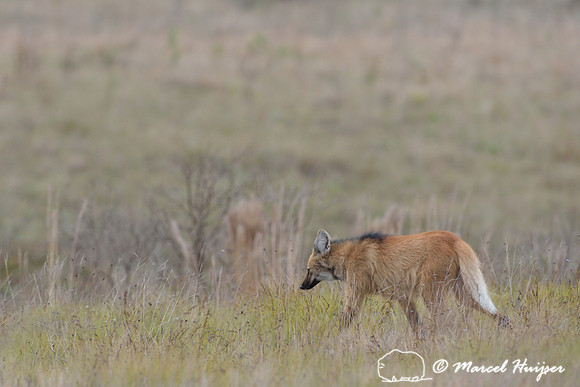 Maned wolf (Chrysocyon brachyurus), Parque Nacional da Serra da Canastra, Minas Gerais, Brazil