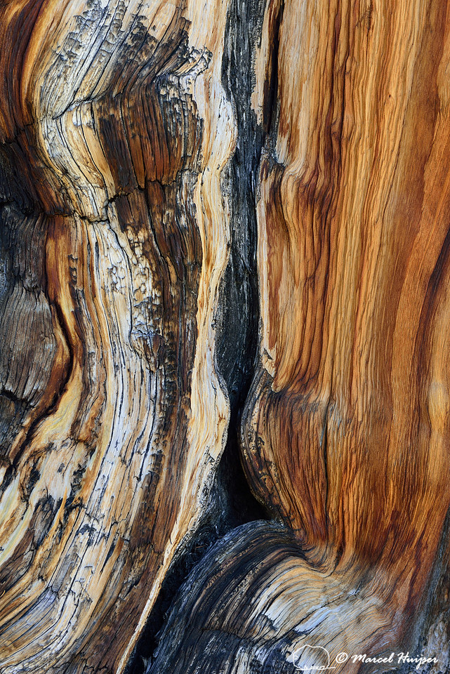Wood of Great Basin bristlecone pine (Pinus longaeva), White Mountains, California, USA