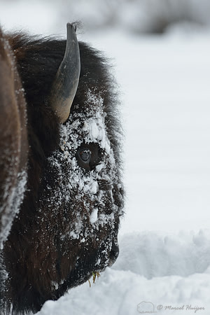 Bison (Bison bison) moving head side to side to move snow to access vegetation under the snow, Wyoming, USA