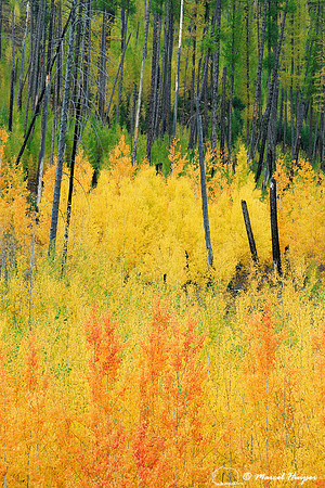Aspen (Populus tremuloides) in fall colors, Montana, USA