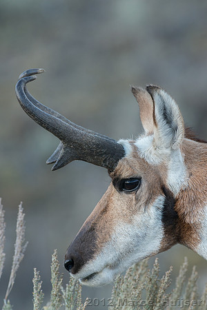 Pronghorn buck (Antilocapra americana), Wyoming, USA