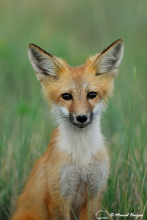 Portrait of red fox (Vulpes vulpes) kit, Montana, USA