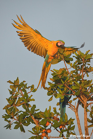 Blue-and-yellow macaw (Ara ararauna) in first sunlight, Parque Nacional das Emas, Goiás, Brazil